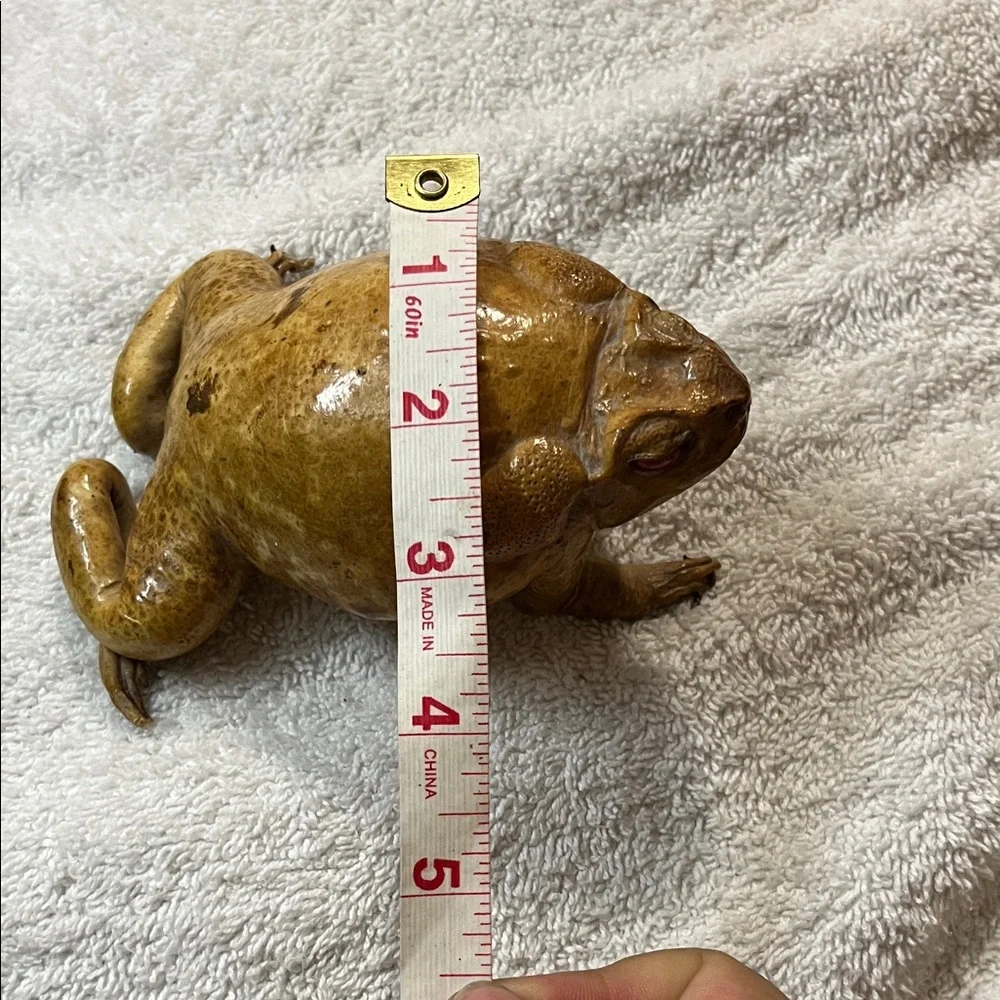 Realistic Brown Toad Ornament for Reptile Enclosures